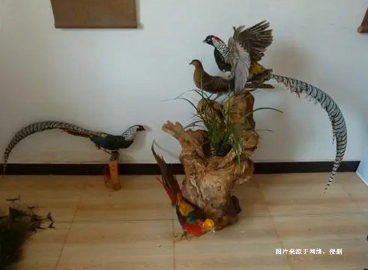 荷蘭蕉鵑生態(tài)動(dòng)物標(biāo)本進(jìn)口報(bào)關(guān)資料