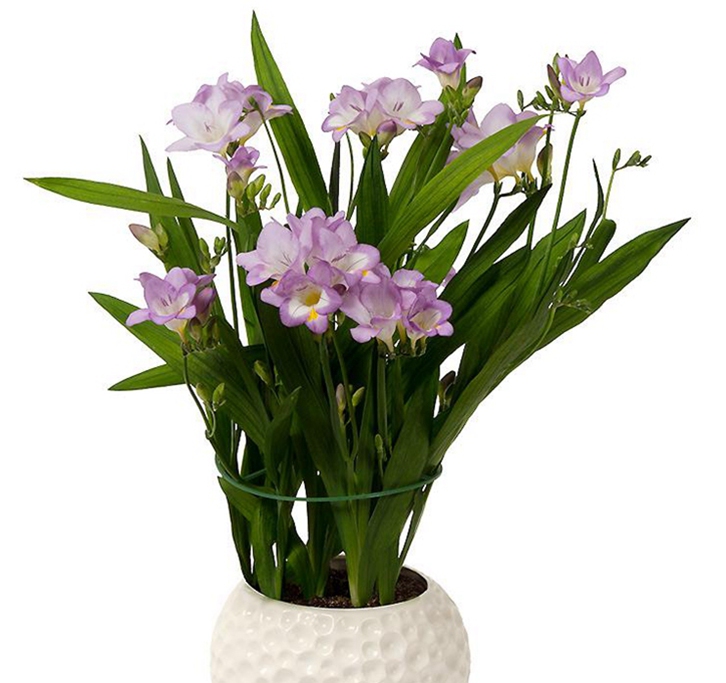 進口觀賞植物報關(guān)資料