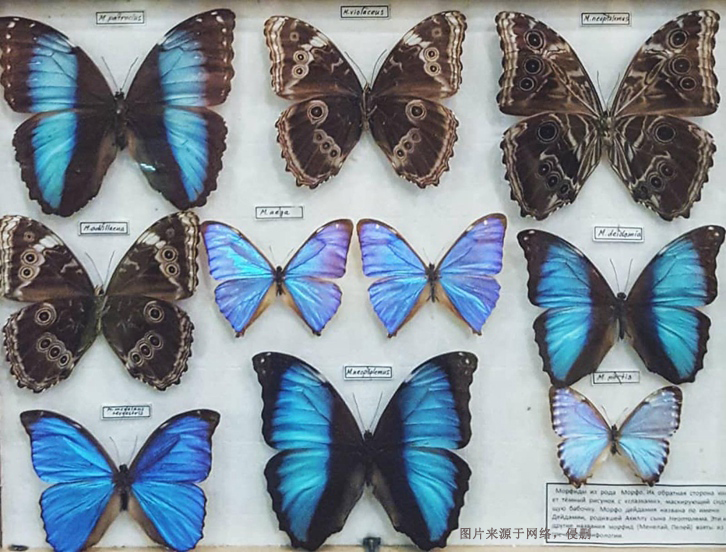 進口蝴蝶標本報關(guān)費用_昆蟲標本工藝品快速通關(guān)