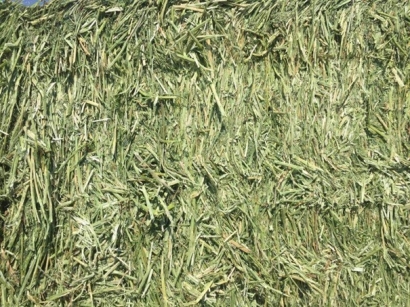 牧草進口清關代理小知識，超詳細