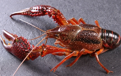 鮮活龍蝦進(jìn)口報關(guān)流程_鮮龍蝦進(jìn)口報關(guān)注意事項