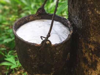 深圳橡膠進(jìn)口報關(guān)流程及天然橡膠進(jìn)口清關(guān)手續(xù)