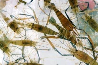 深圳空運(yùn)進(jìn)口印尼海鮮報(bào)關(guān)的費(fèi)用，重點(diǎn)來啦!