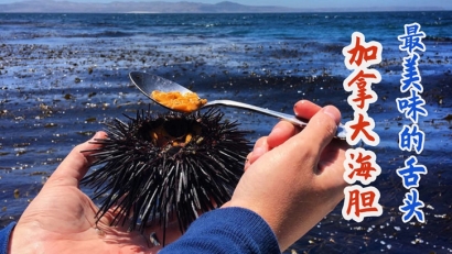 加拿大進(jìn)口海膽清關(guān)費(fèi)用多少錢？