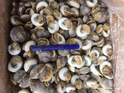 深圳冷凍海螺肉進(jìn)口報(bào)關(guān)資料-5分鐘看懂水產(chǎn)品通關(guān)