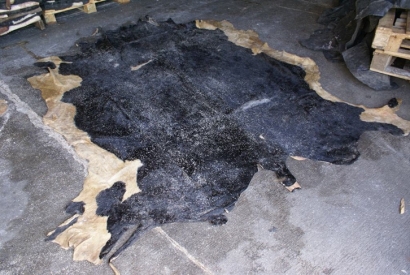 廣州臻力青島進(jìn)口報關(guān)公司告訴你牛皮進(jìn)口如何歸類