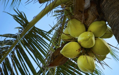 天津椰青進(jìn)口清關(guān)代理