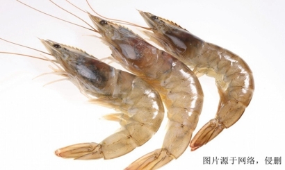 欽州進口越南對蝦報關資料_上海進口黑虎蝦清關流程