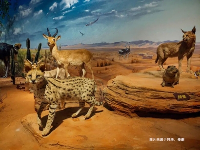 瀕危野生動物標(biāo)本進口報關(guān)流程_如何進口動物制品