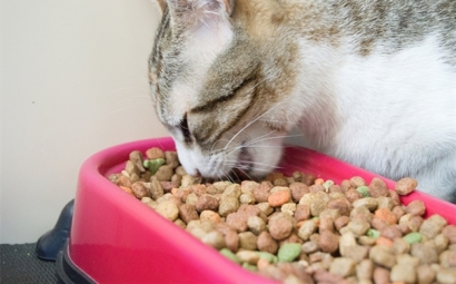 進(jìn)口寵物食品這樣做，寵物食品清關(guān)資料