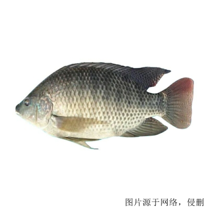 馬來西亞羅非魚進(jìn)口清關(guān)流程怎么樣，流程詳解