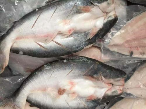 越南巴沙魚進口報關代理