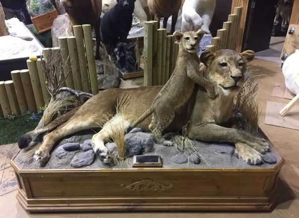 1637923071268910.jpg 進口動物標本清關(guān)報關(guān)代理_副本.jpg