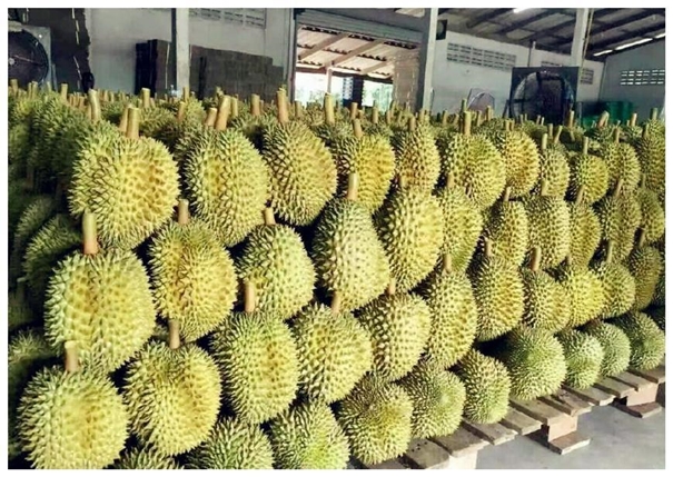 泰國榴蓮進(jìn)口清關(guān)一般貿(mào)易流程 泰國榴蓮進(jìn)口清關(guān)