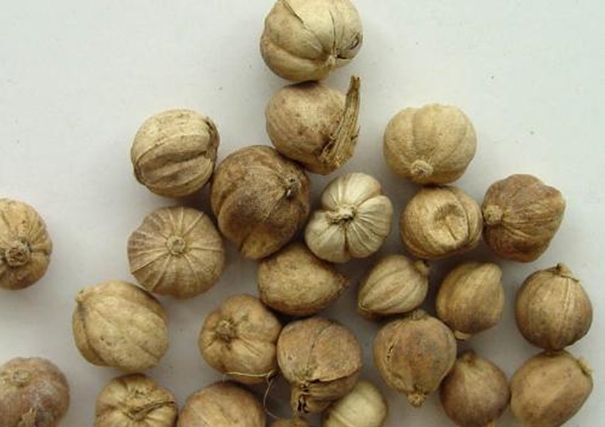 進(jìn)口柬埔寨豆蔻報(bào)關(guān) 柬埔寨豆蔻進(jìn)口報(bào)關(guān)_副本.jpg