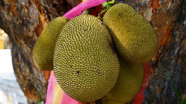 1584597285447021.jpg jackfruit-1087108_960_720_副本.jpg