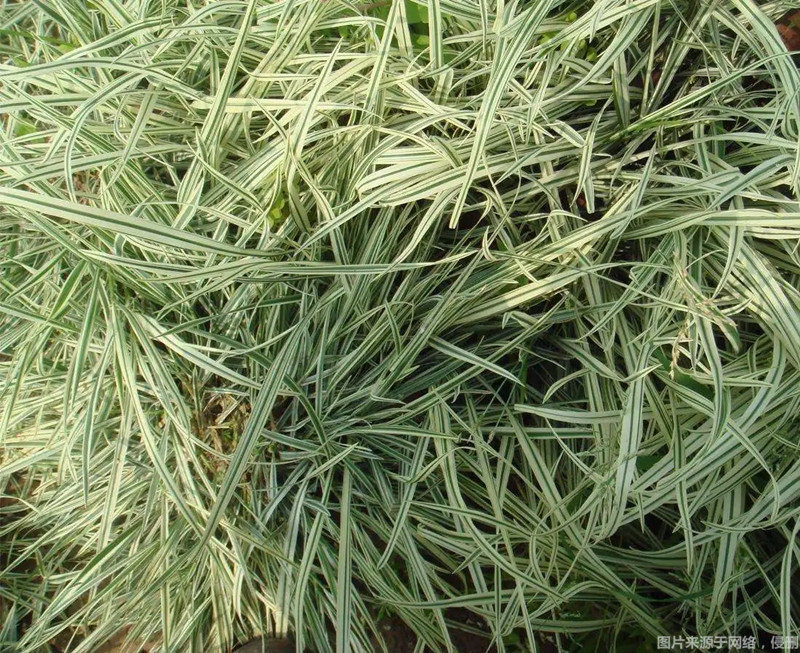 1670578196102662.jpg 進口澳大利亞燕麥草報關_副本.jpg